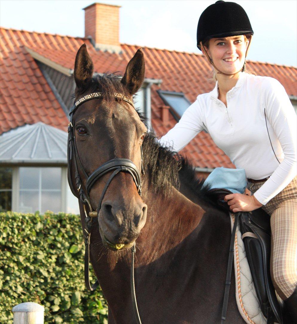 Dansk Varmblod Aristo - Træning den 7. August 2011 billede 2