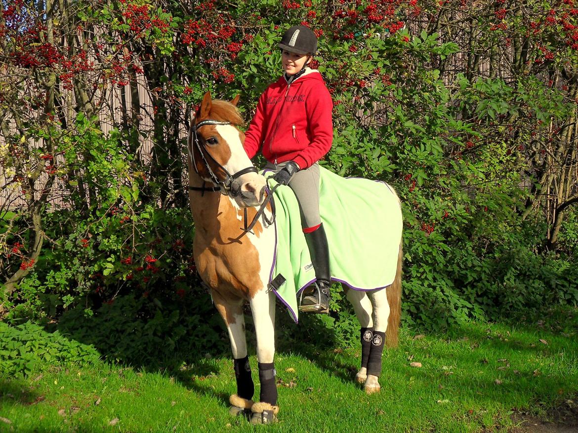 Anden særlig race Lucas  - Verdens bedste pony! billede 5