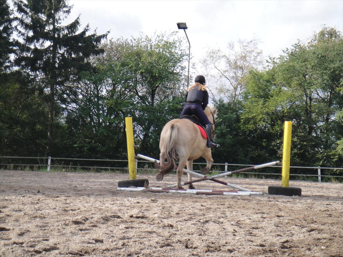 Fjordhest Prins rose *låner ham til hygge+spring* billede 5