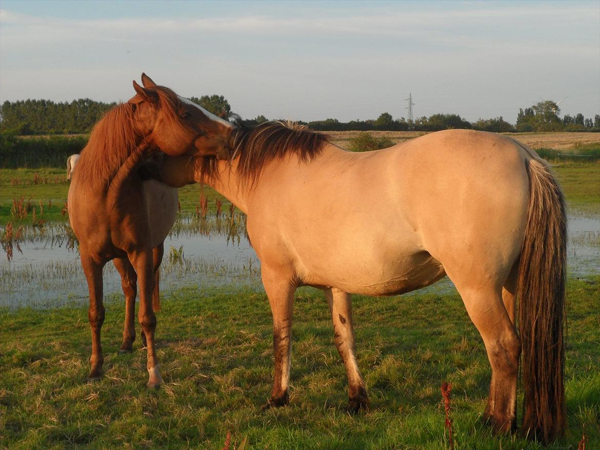 Anden særlig race Bounty - Bounty og Bella på folden :) Foto: Sanni. 2011 billede 17