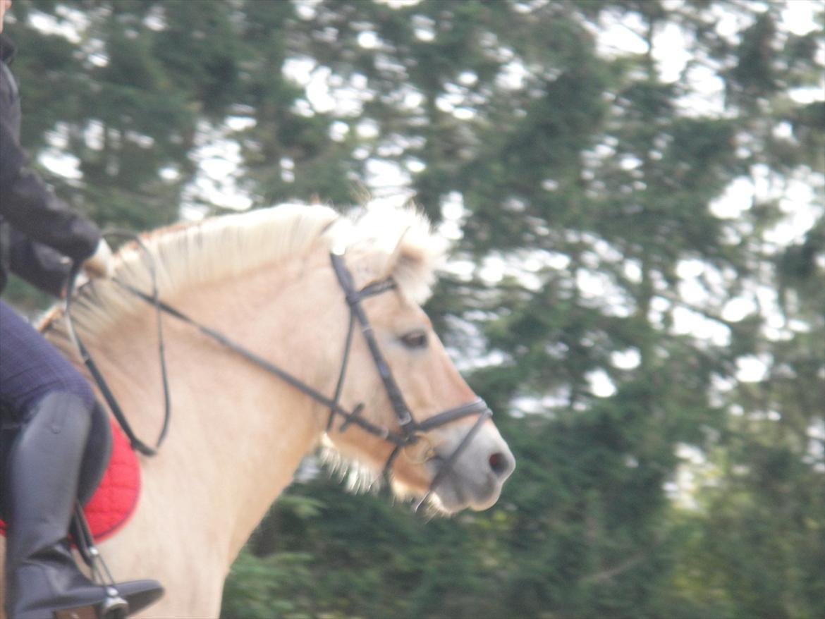 Fjordhest Prins rose *låner ham til hygge+spring* billede 6