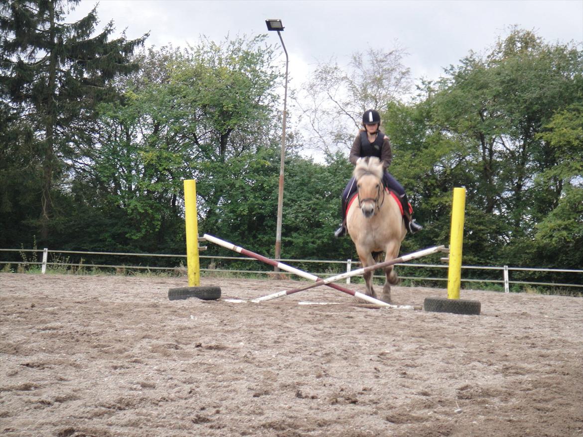 Fjordhest Prins rose *låner ham til hygge+spring* billede 7