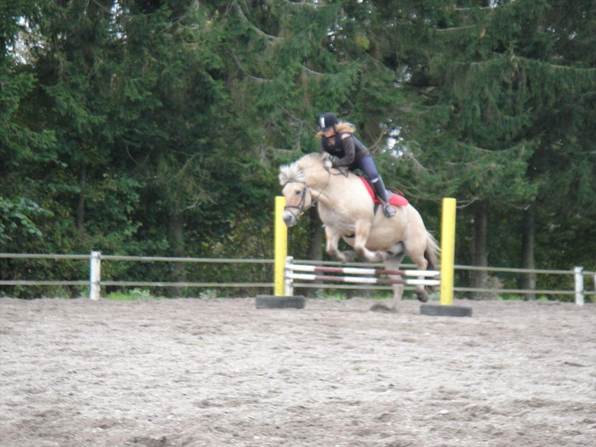 Fjordhest Prins rose *låner ham til hygge+spring* - Spring på prinse:-** billede 1