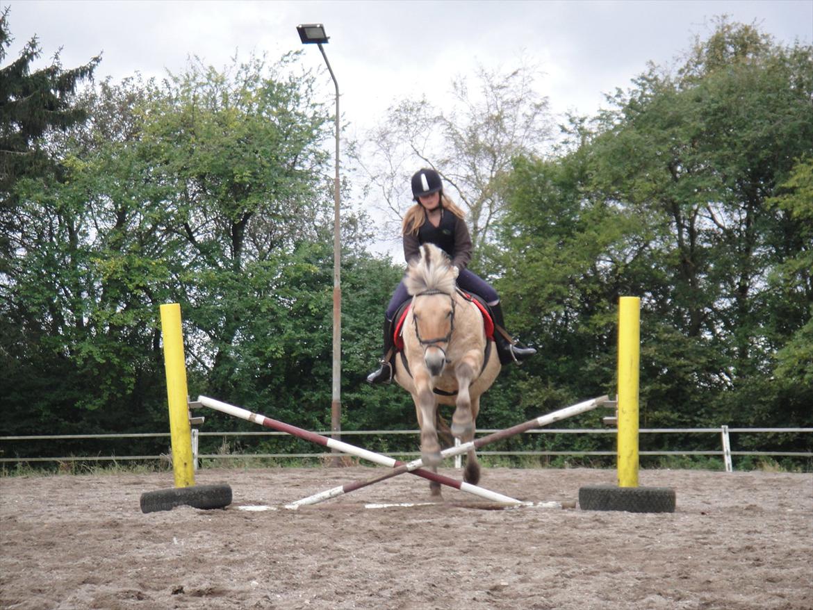 Fjordhest Prins rose *låner ham til hygge+spring* billede 8