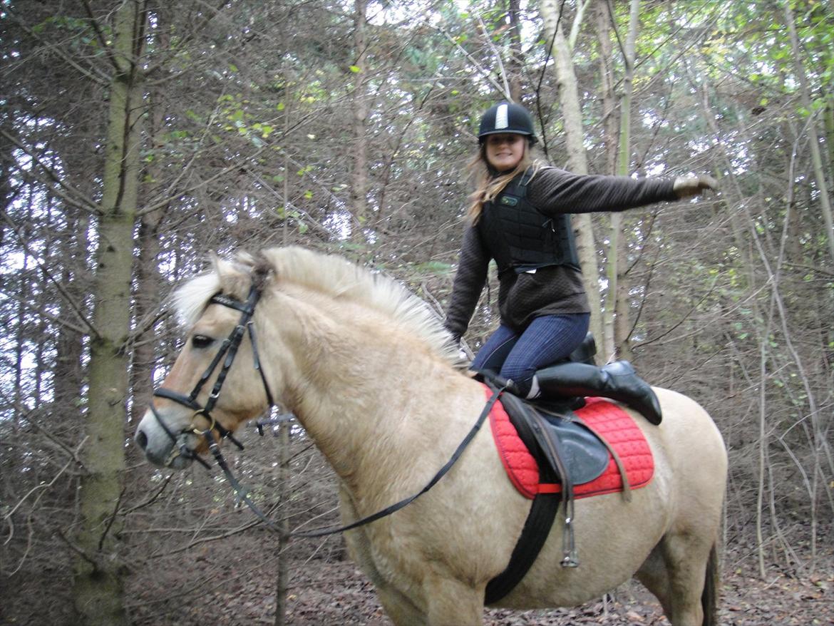 Fjordhest Prins rose *låner ham til hygge+spring* billede 9