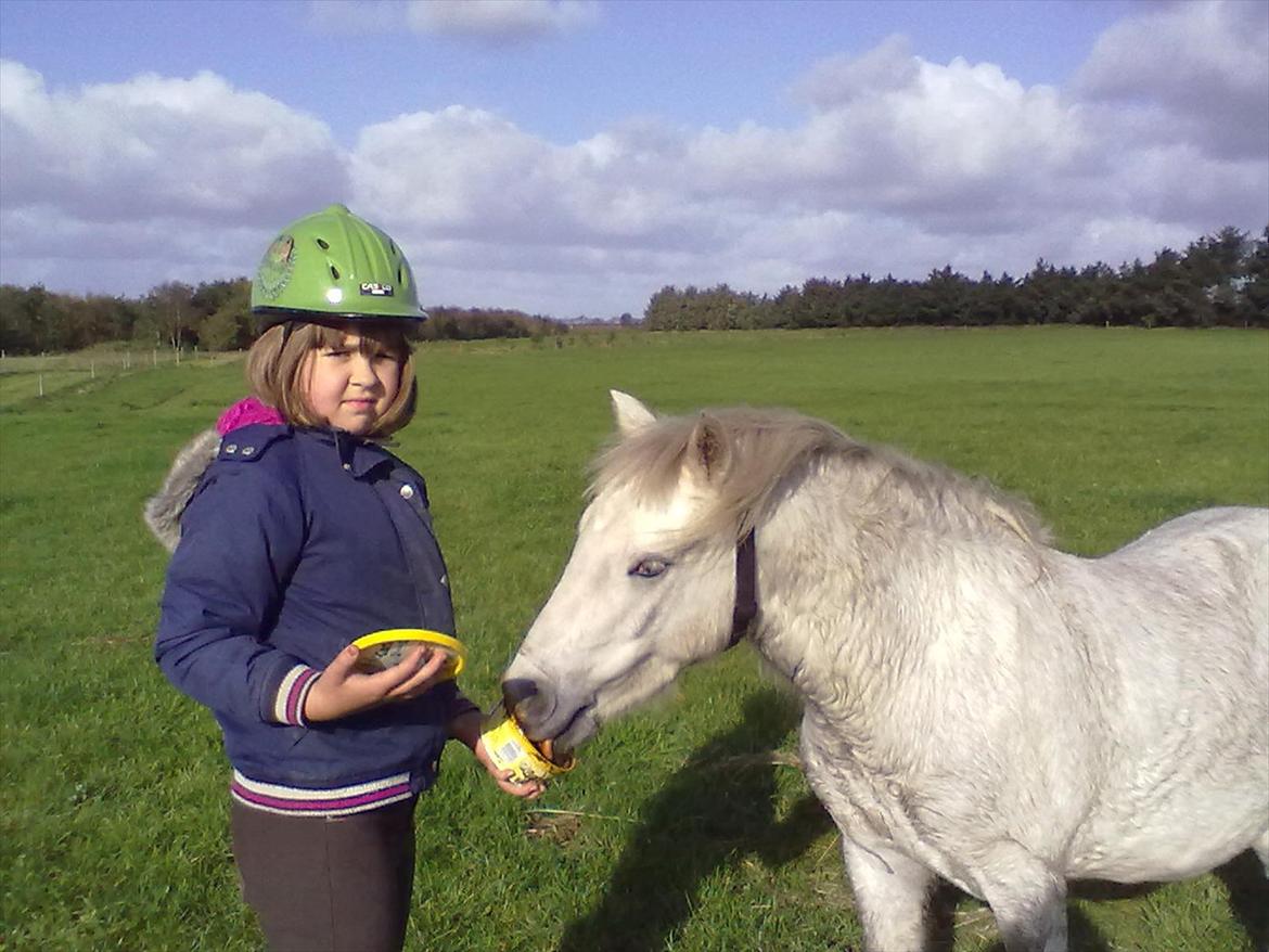 Welsh Pony (sec B) spirit  billede 12