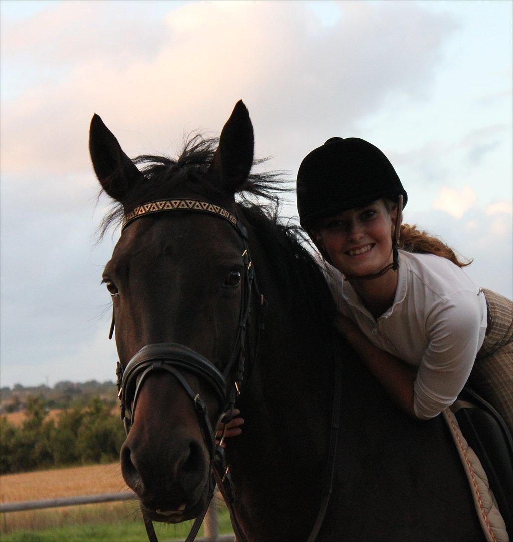 Dansk Varmblod Aristo - Træning derhjemme den 7. august 2011 billede 20