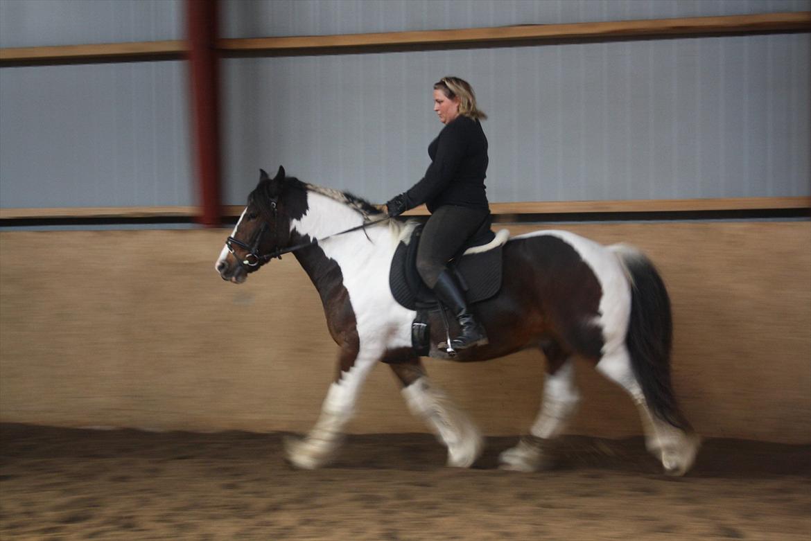 Tinker Juncker ( Låne Hest<) billede 3