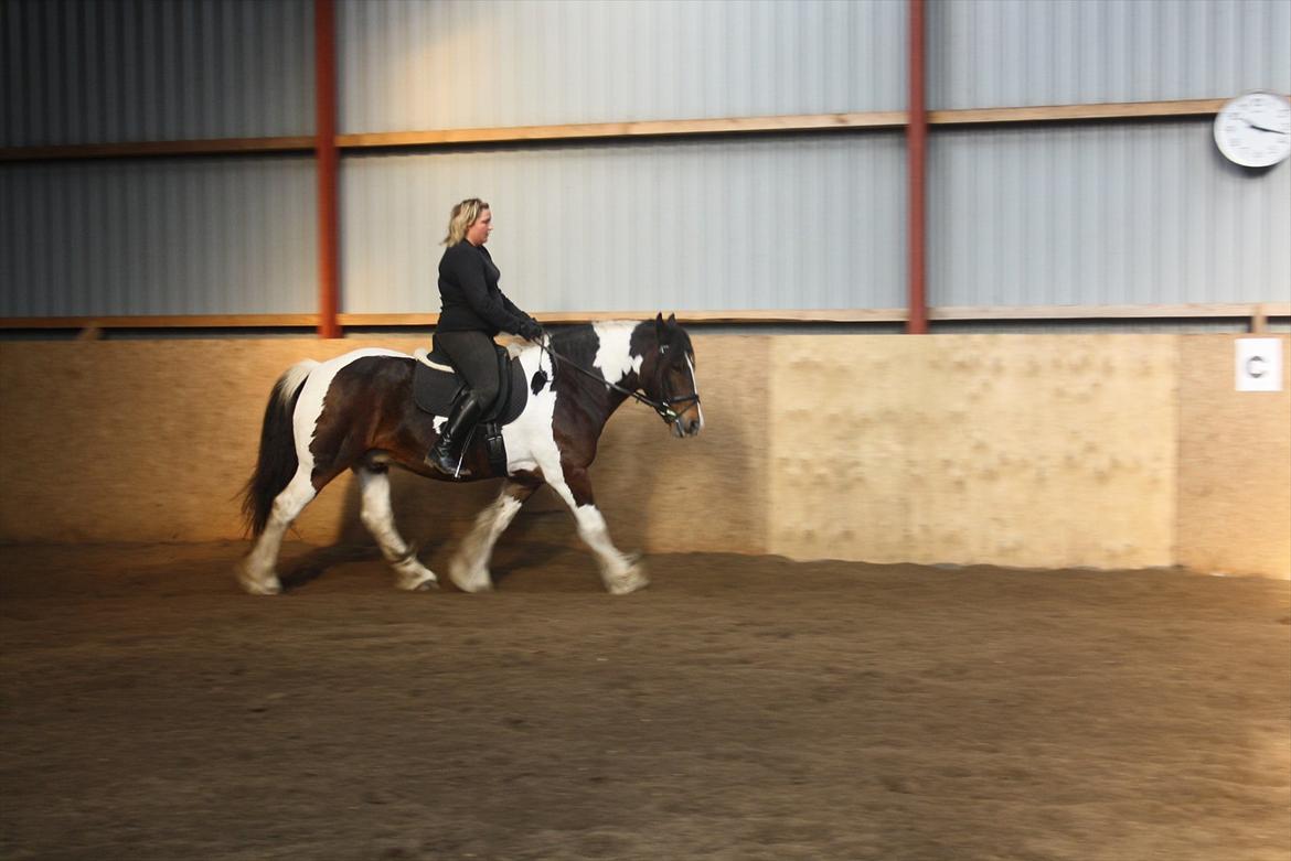 Tinker Juncker ( Låne Hest<) billede 4