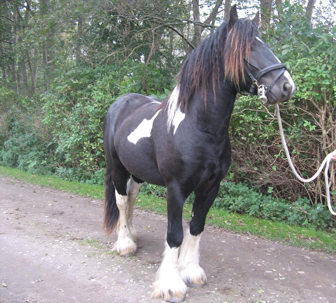 Irish Cob Troelsegaardens Dexter - Dexter okt. 2011 billede 1
