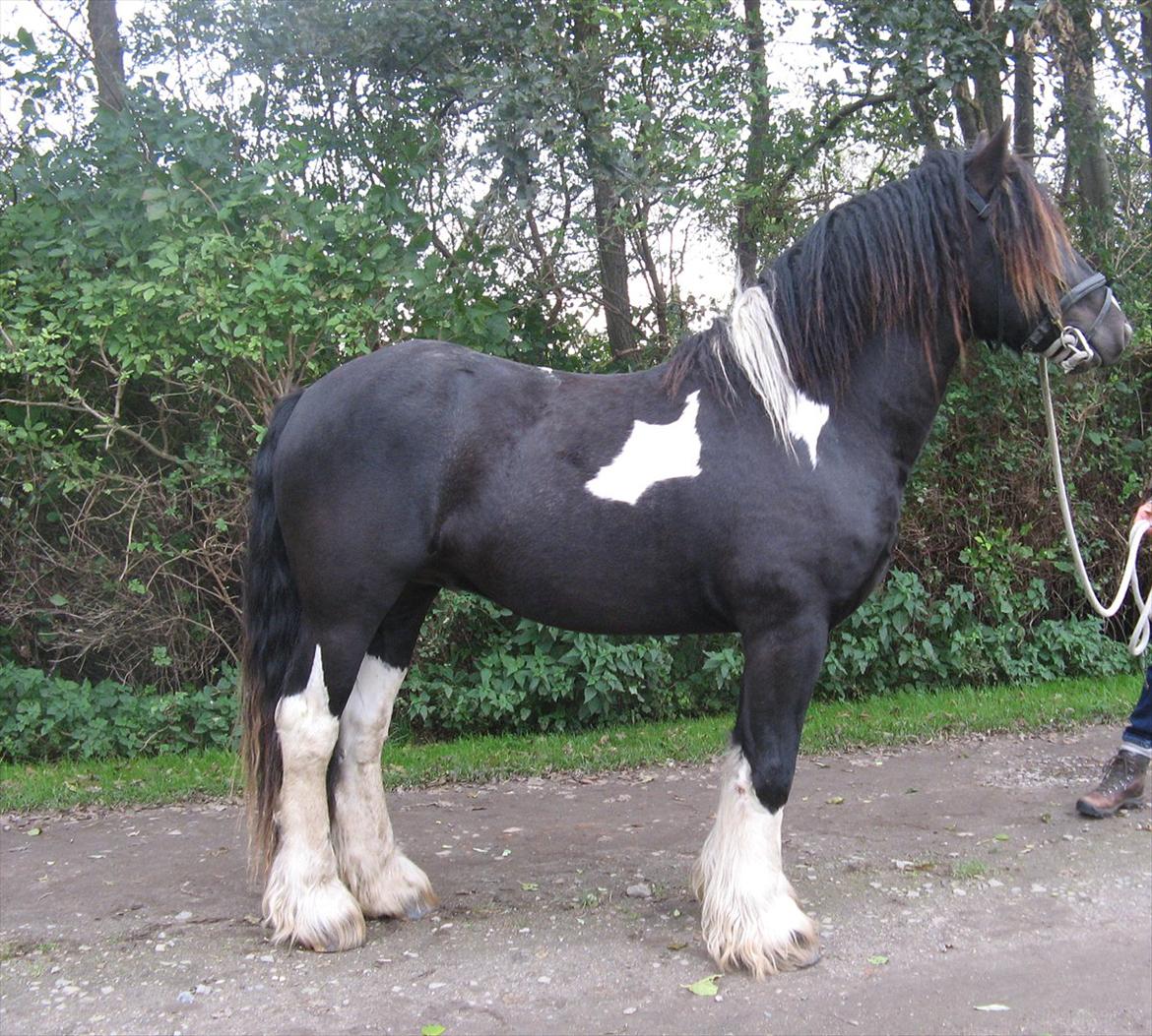 Irish Cob Troelsegaardens Dexter billede 12