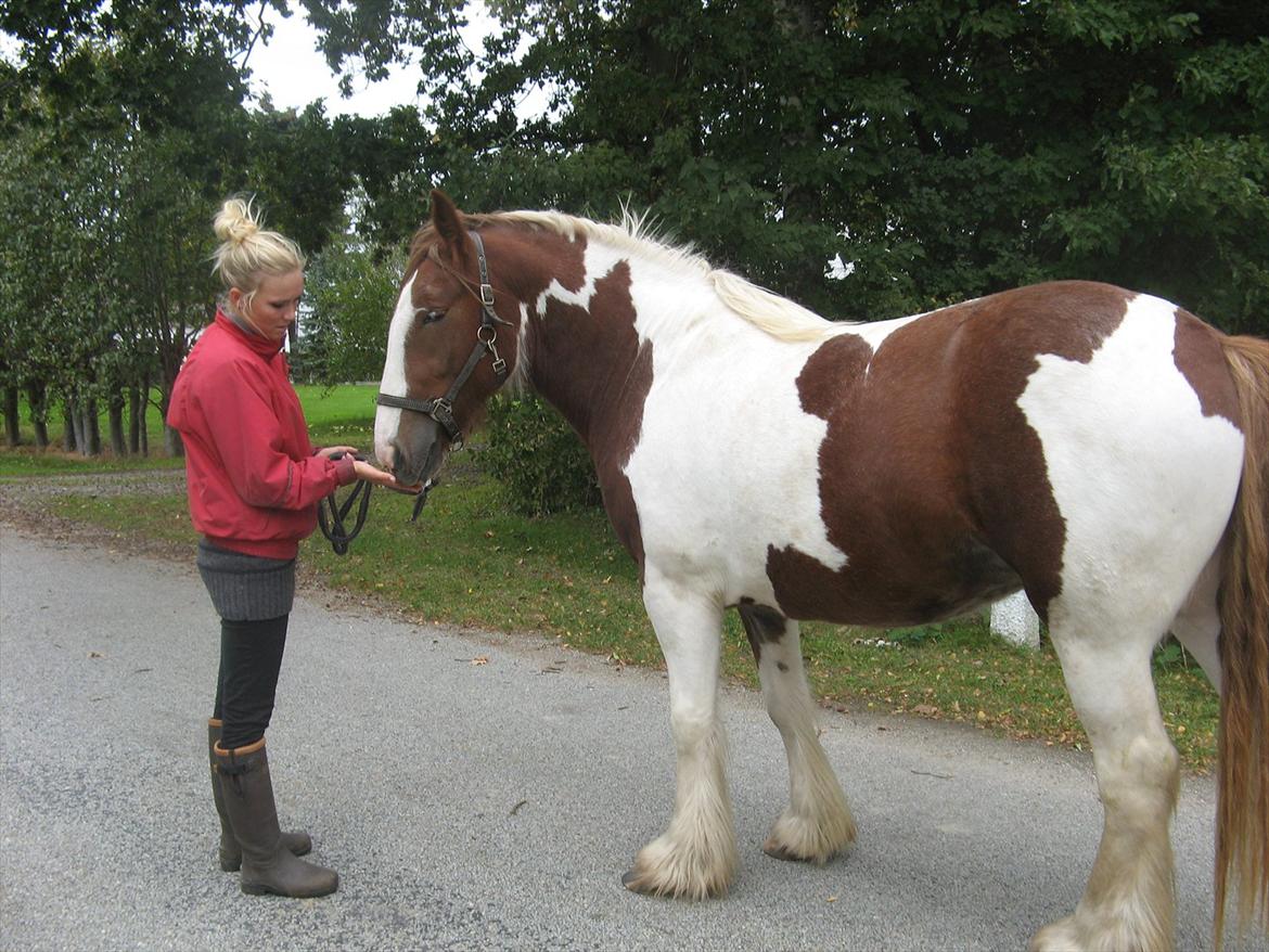 Irish Cob Troelsegaardens Mirabella - Mirabella okt. 2011 billede 14