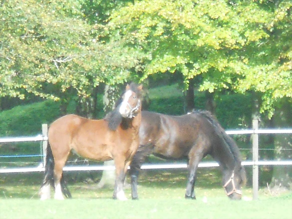 New Forest Elmholts Maritza <3  (Ritten) - Maritza og Midas den første dag :)
Allerede venner..:D billede 4