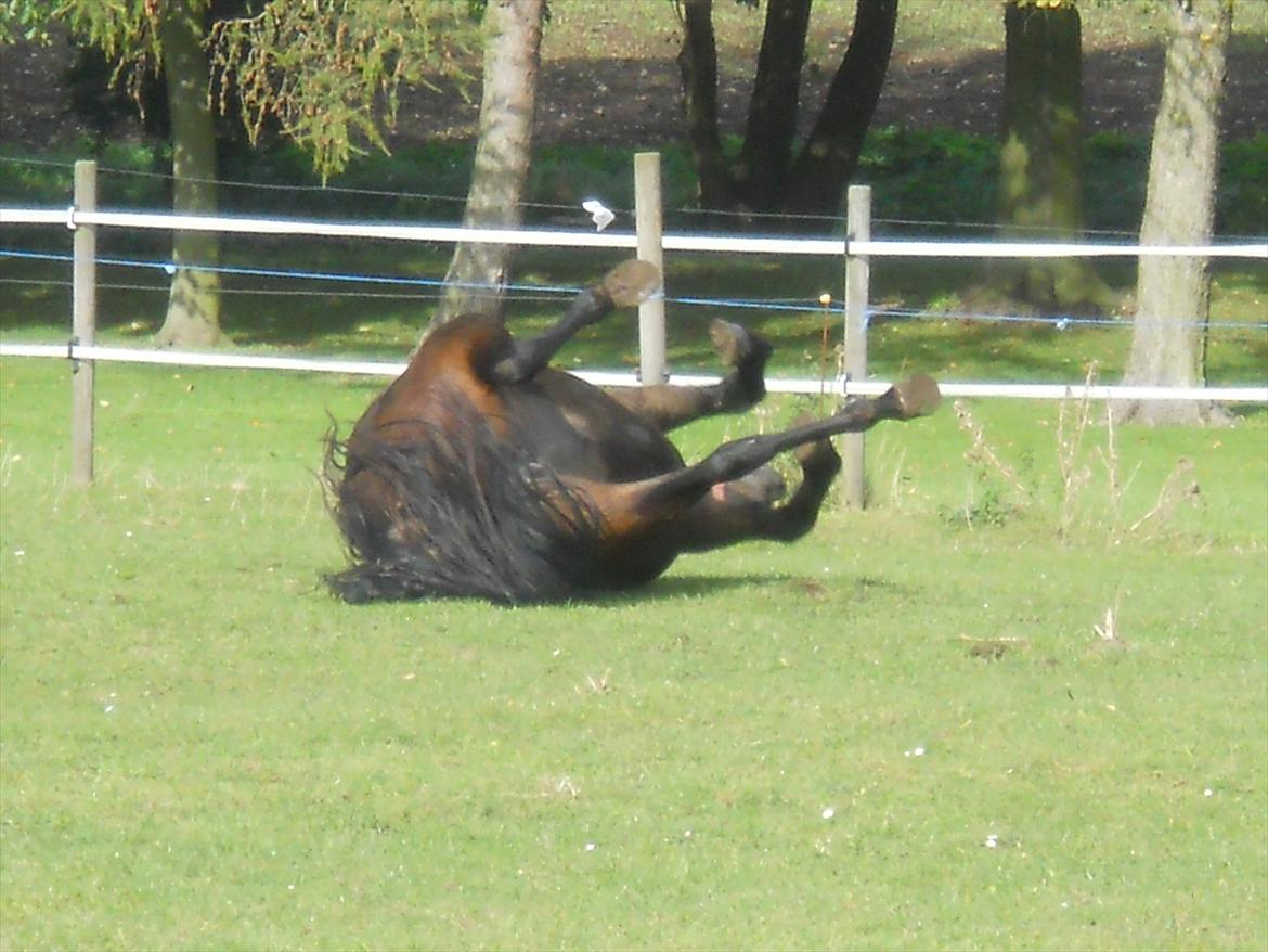New Forest Elmholts Maritza <3  (Ritten) billede 5