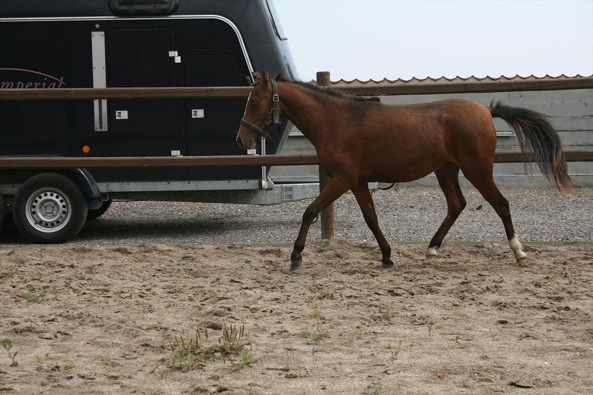 Kaspisk hest Cirkeline billede 1