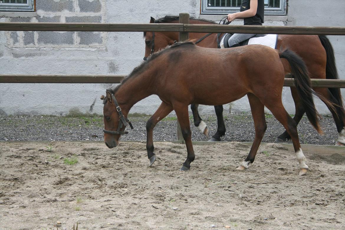 Kaspisk hest Cirkeline billede 2