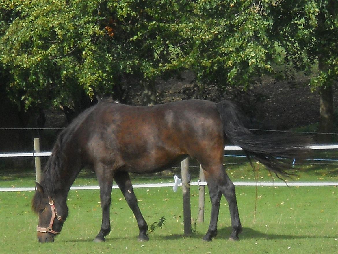 New Forest Elmholts Maritza <3  (Ritten) billede 6