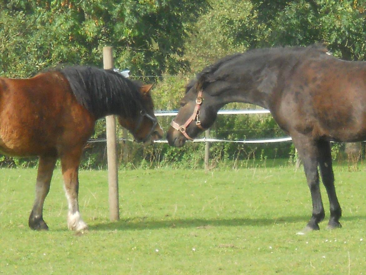 New Forest Elmholts Maritza <3  (Ritten) - Midas og Maritza første dag.. Respeekt..:b
 billede 3