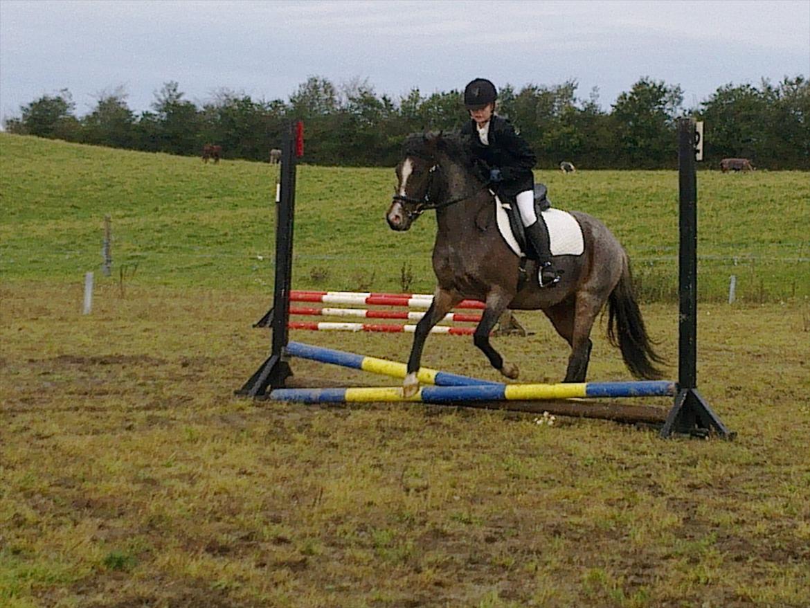 Tysk Sportspony Nelly - nu gør jeg klar til at ride stevne billede 16