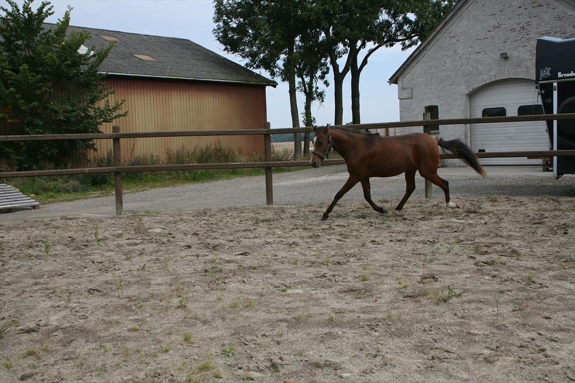 Kaspisk hest Cirkeline billede 3