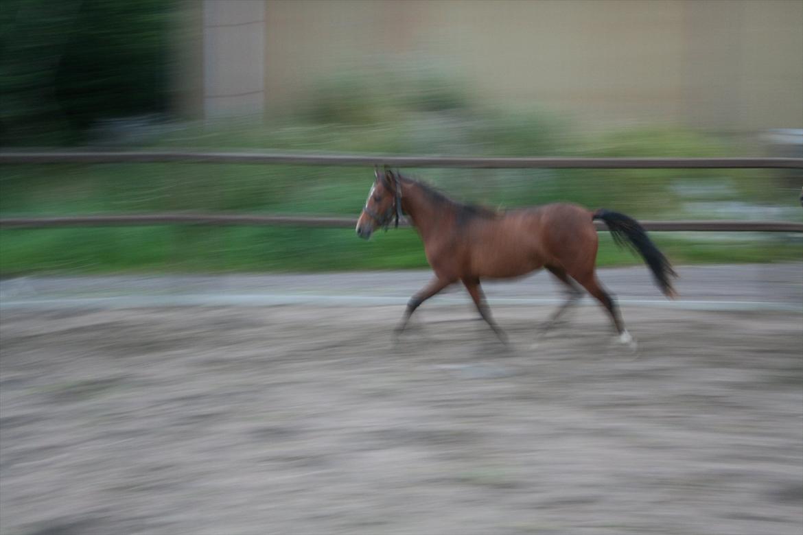 Kaspisk hest Cirkeline billede 4