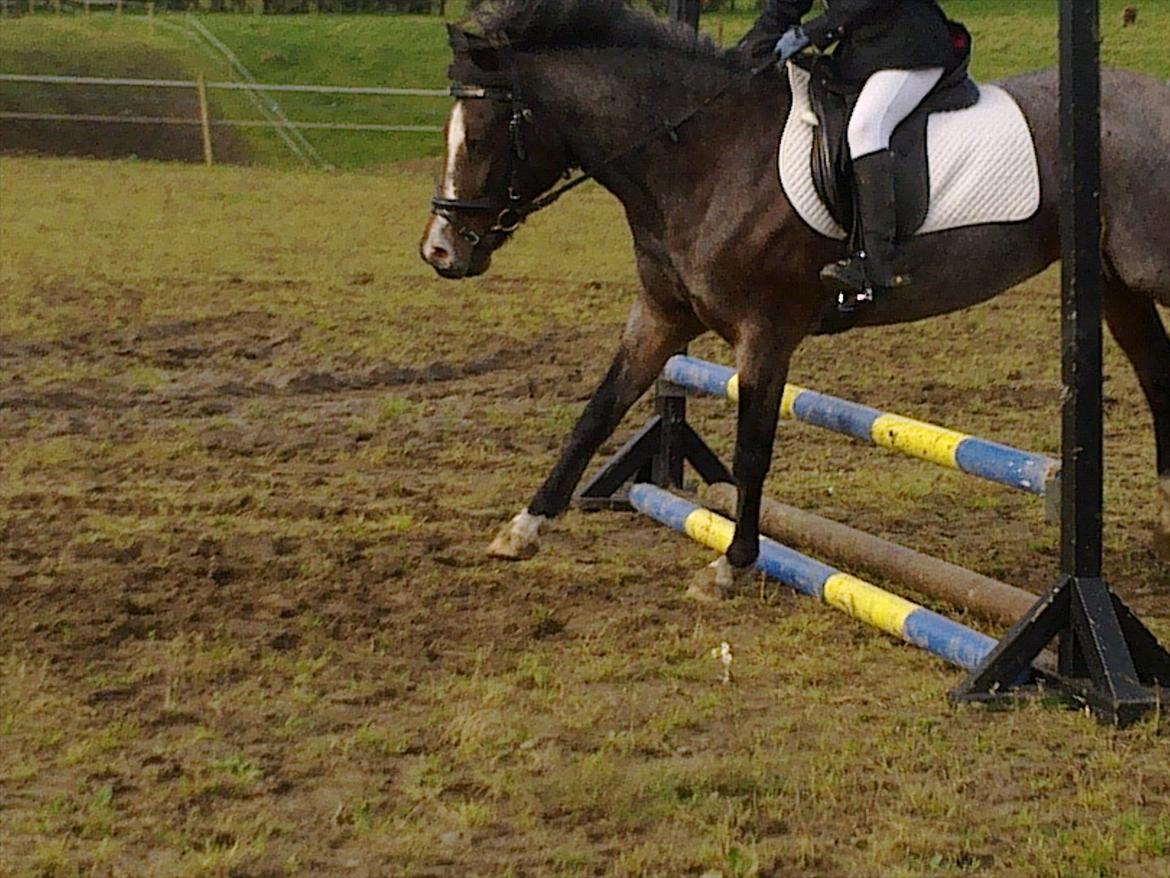 Tysk Sportspony Nelly billede 17