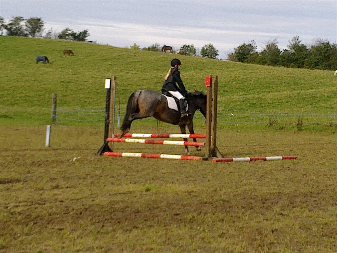 Tysk Sportspony Nelly billede 18