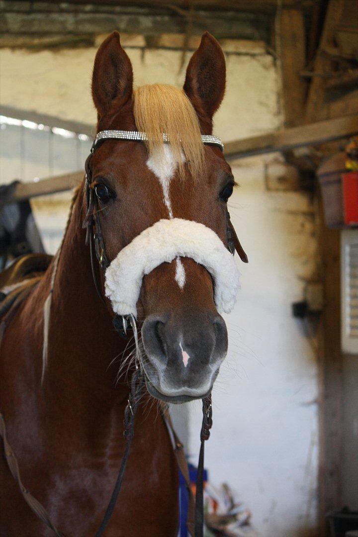 Palomino | Klepholms Krøsus  «3 - Min elskede guldklup Mac klar til at ride <3 billede 20