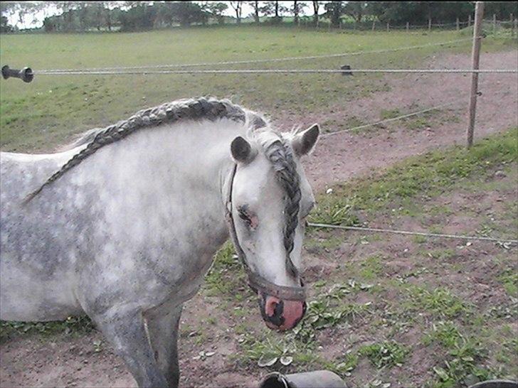 Welsh Mountain (sec A) Friars Grey Light billede 15