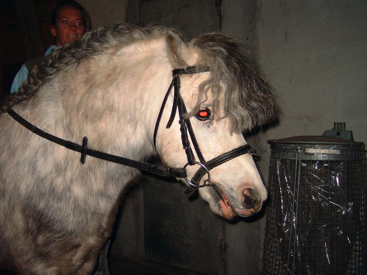 Welsh Mountain (sec A) Friars Grey Light billede 16