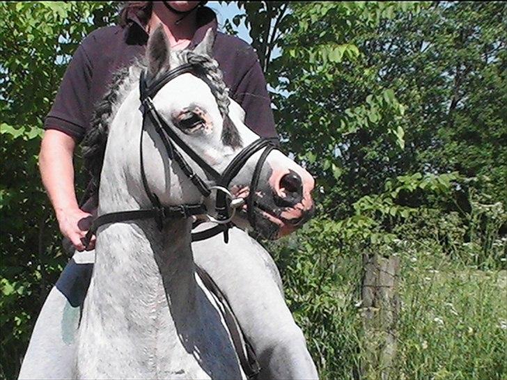 Welsh Mountain (sec A) Friars Grey Light billede 11