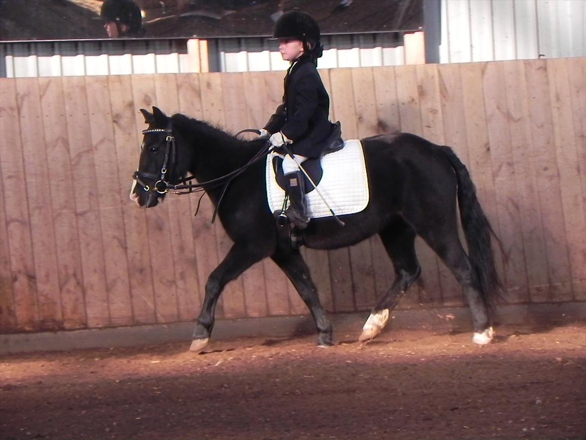 Anden særlig race Stabygårds Mia Maja billede 19