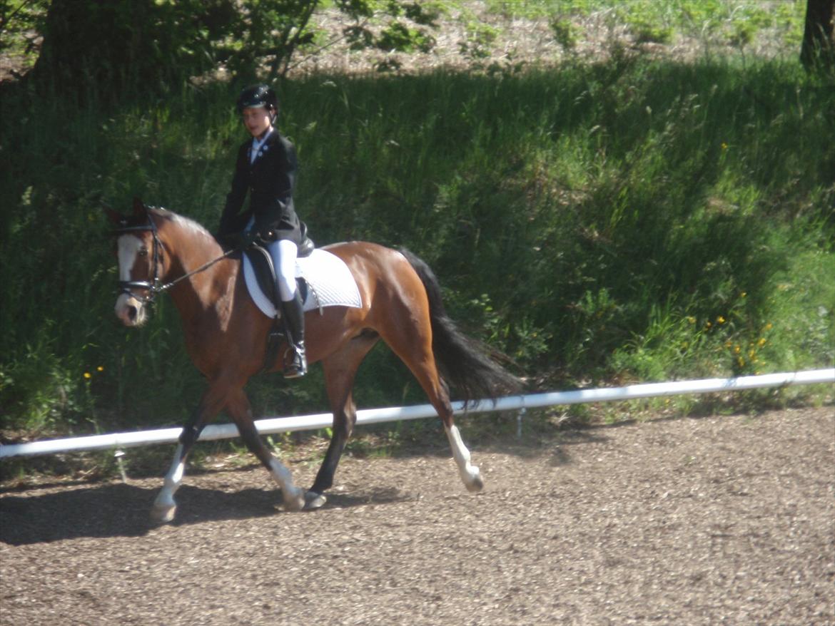 DSP Azra - Azra og jeg til Dressur stævne RDH (: billede 7