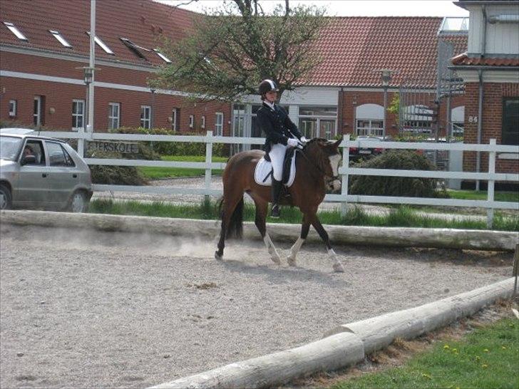 DSP Azra - Azra og hendes ejer Cecilie i flot stil! billede 9