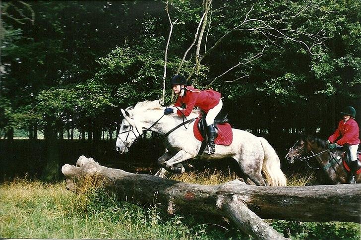 Connemara Hedegården's Sultan  [SAVNET UBESKRIVELIGT MEGET] - sulle og fitte til hubertusjagten  billede 4