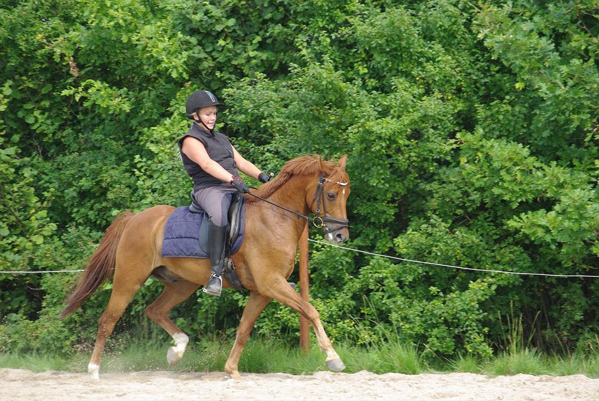 Anden særlig race Hercules - 20 juli 2011 billede 1