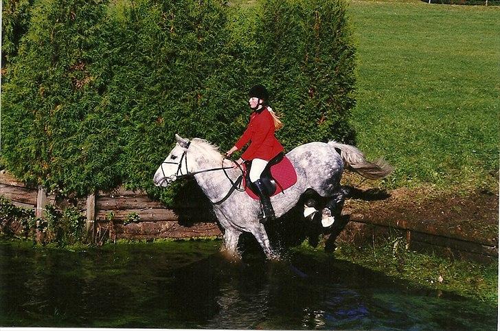 Connemara Hedegården's Sultan  [SAVNET UBESKRIVELIGT MEGET] - sulle og Fitte. billede 11