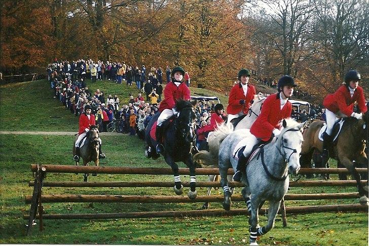 Connemara Hedegården's Sultan  [SAVNET UBESKRIVELIGT MEGET] - Sulle fuld fart fram billede 14