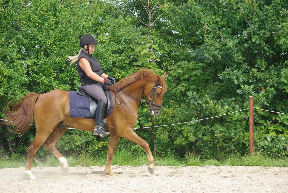 Anden særlig race Hercules - 20 juli 2011 billede 12