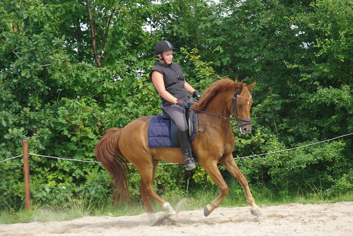 Anden særlig race Hercules - 20 juli 2011 billede 13