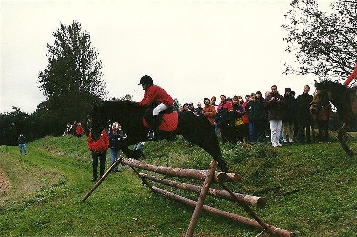 Connemara Elmely's Claudius ( Claus/ klundte)[Meget savnet] - lulu og claus i hubertusjagten billede 7