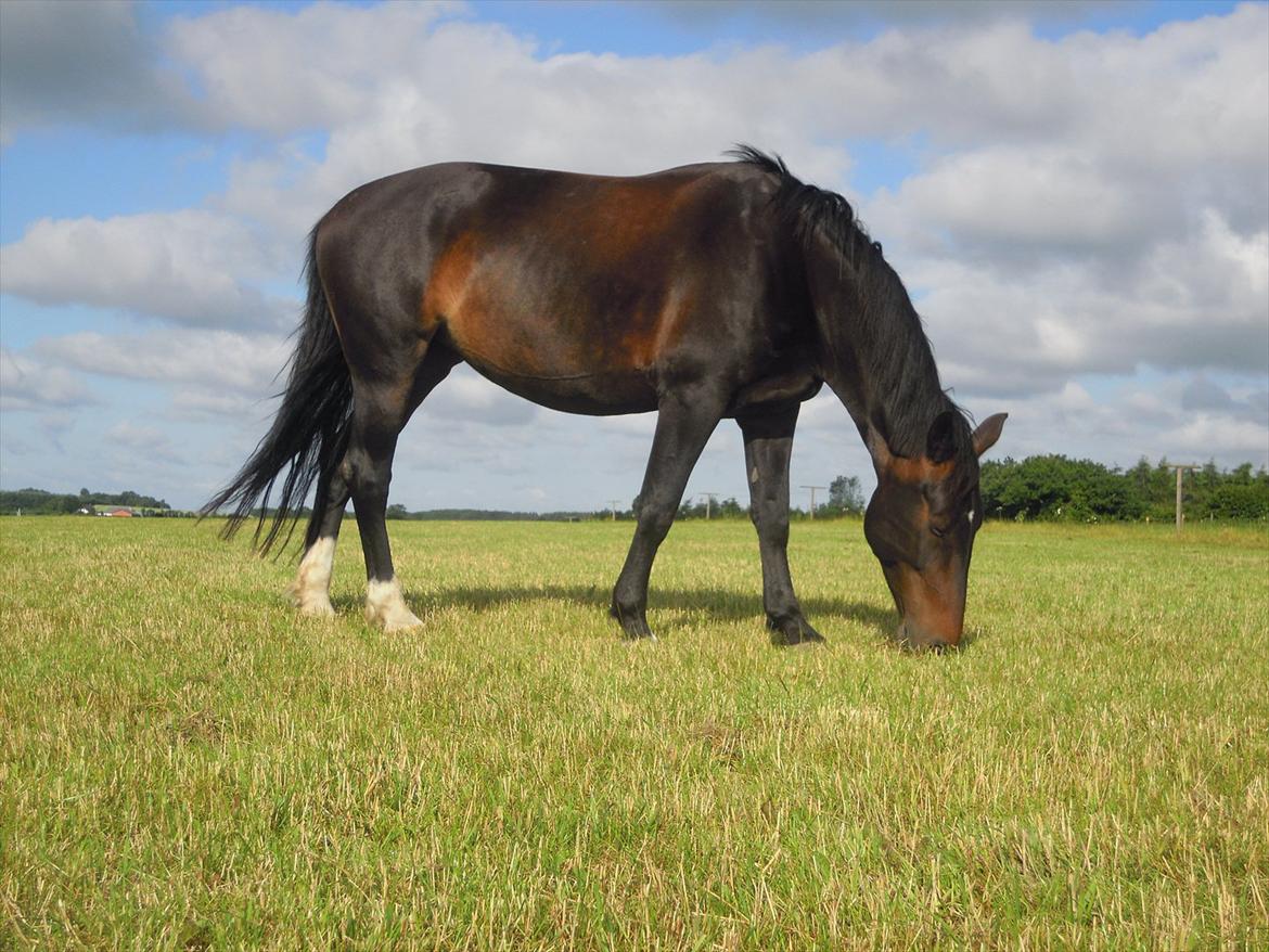 Oldenborg Cala (tidl. part) <3 billede 1