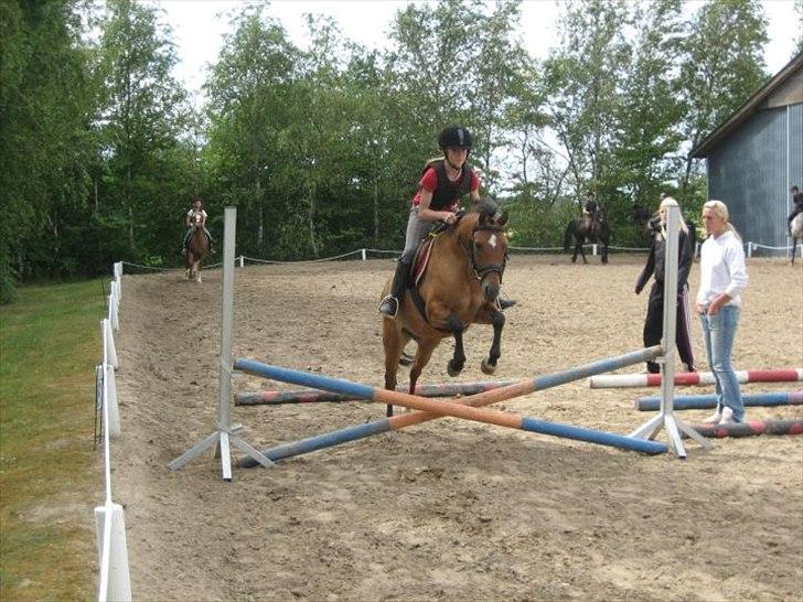 New Forest Migchlsheve´s  Twilight-Elegnce - Jubii nu skal vi springe
men først opvarmning!! billede 6