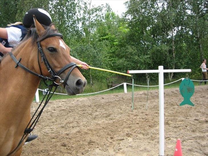 New Forest Migchlsheve´s  Twilight-Elegnce - Velkommen til Min profil billede 1