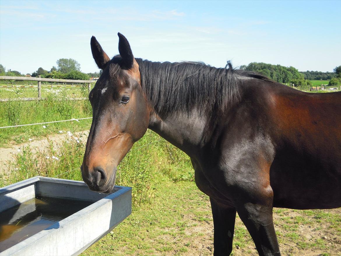 Oldenborg Cala (tidl. part) <3 billede 2