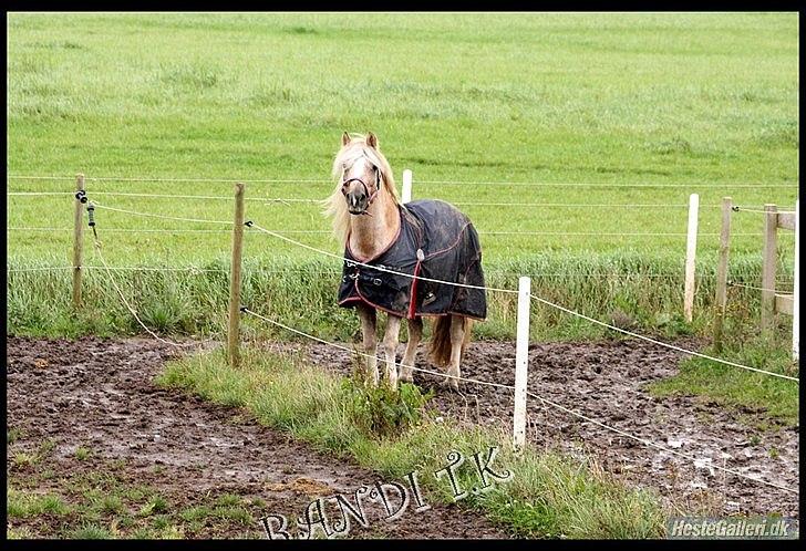 Anden særlig race cæcar billede 12