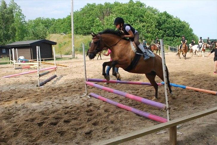 New Forest Migchlsheve´s  Twilight-Elegnce - Jeg er mega god!! billede 8