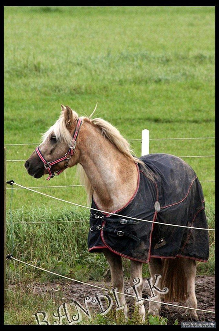 Anden særlig race cæcar billede 13