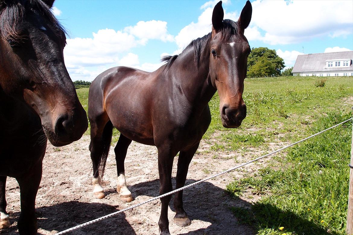 Oldenborg Cala (tidl. part) <3 billede 4