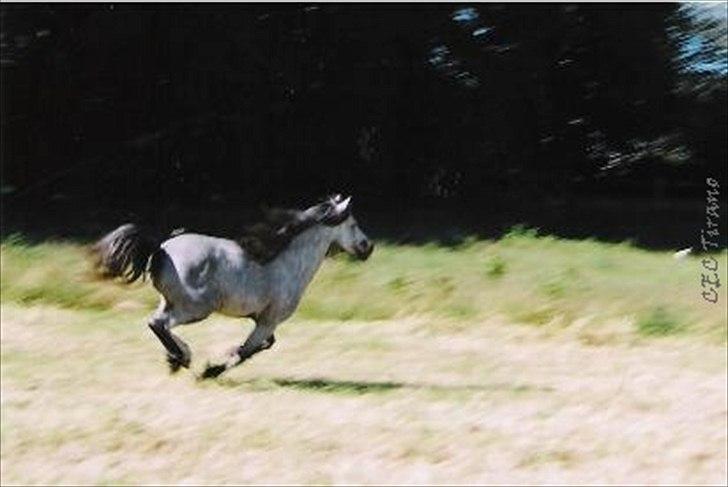 Welsh Mountain (sec A) Friars Grey Light billede 4